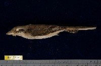 藏品(灰頭紅尾伯勞)的圖片